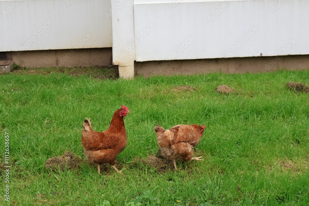 Fototapeta premium Poulet dans une cité