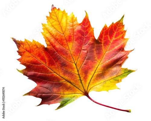 Vibrant Autumn Leaf Illustration with Warm Colors – Perfect for Seasonal Design Projects