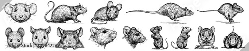 Vintage engraving isolated mouse set illustration mice ink sketch. Rat background rodent silhouette hamster art. Black and white hand drawn vector image