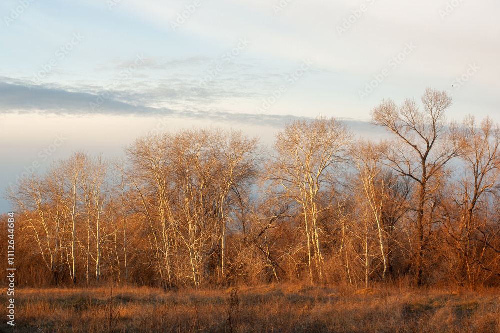 a row of trees with the word fall on the bottom. a row of trees with the word fall on the bottom.