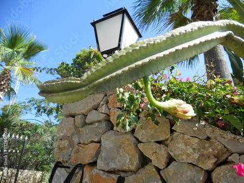 Cactus blooming near stone wall in sunny garden photo