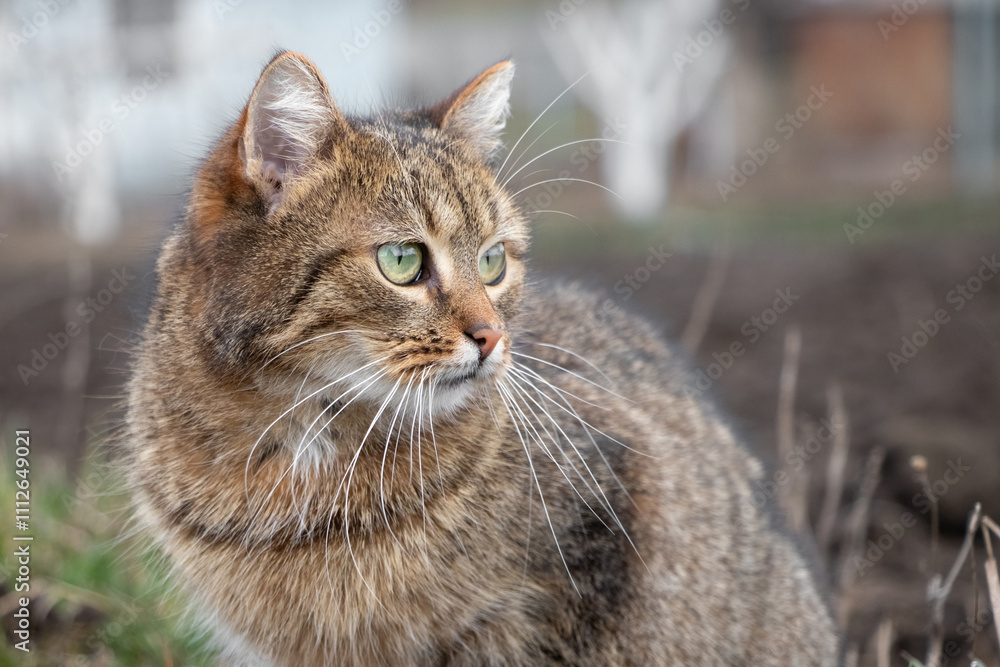 brown tabby cat with an attentive look in the garden in spring brown tabby cat with an attentive look in the garden in spring