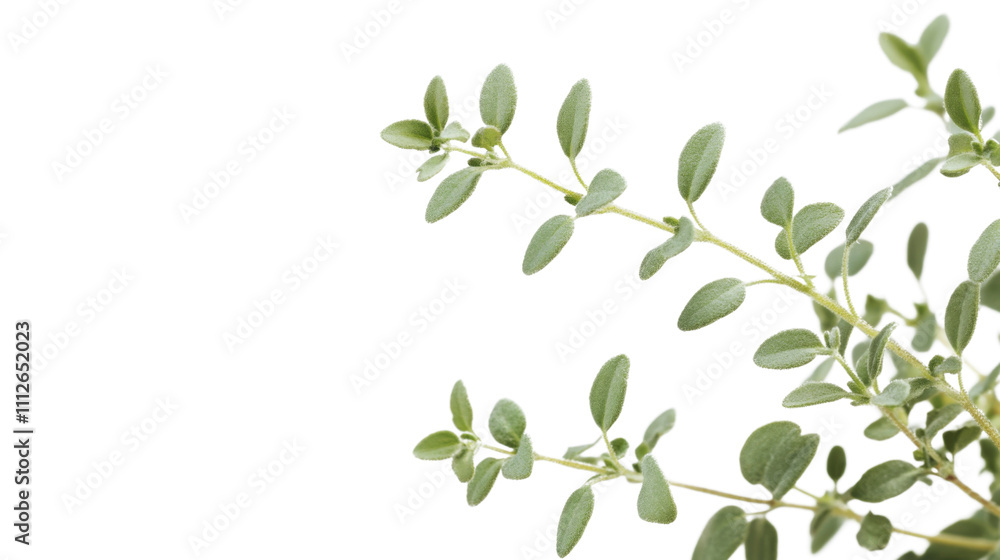 Obraz premium Green twig transparent background