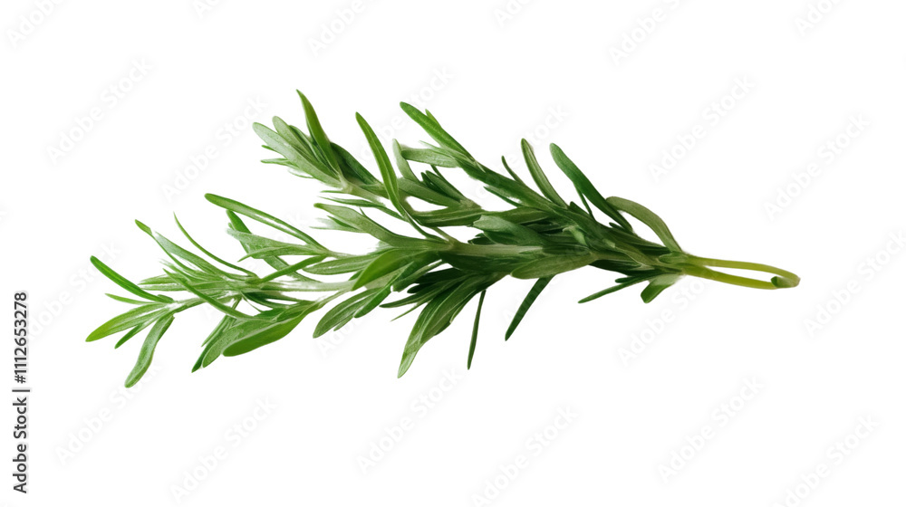 Fototapeta premium Fresh tarragon sprig transparent background