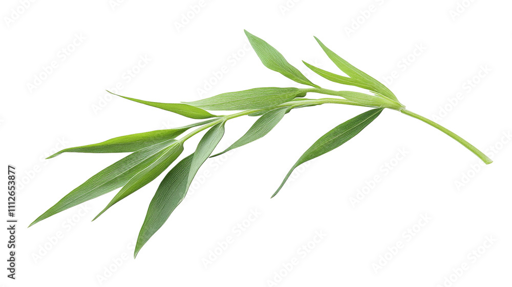 Fototapeta premium Fresh tarragon sprig transparent background