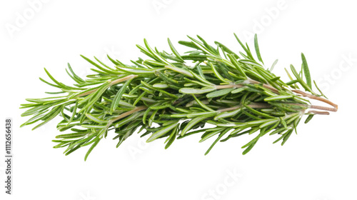 Fresh tarragon sprig transparent background