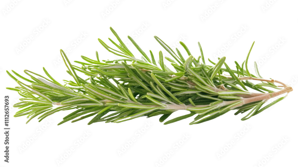 Fresh tarragon sprig transparent background Fresh tarragon sprig transparent background