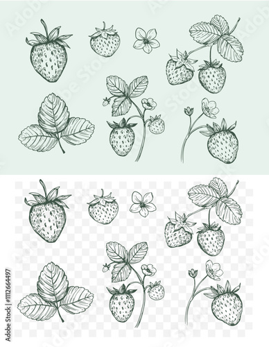 Set of strawberry berries, hand drawn sketches, vector illustration, transparent background