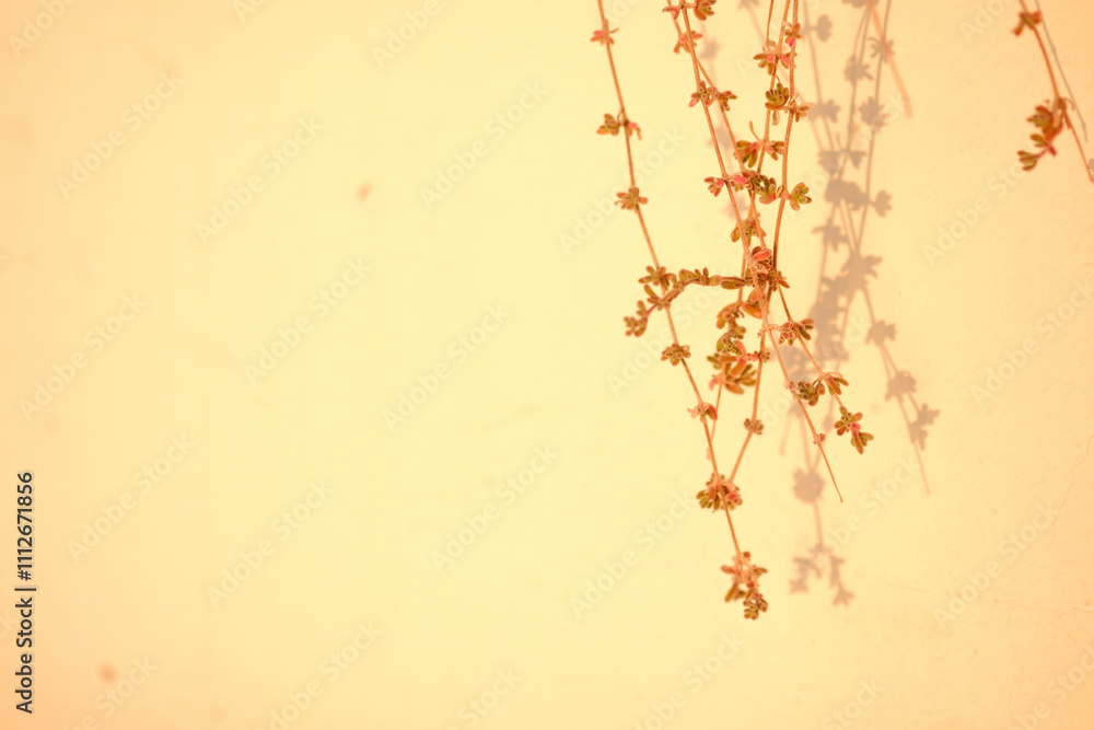 A branch of a plant is hanging from a wall A branch of a plant is hanging from a wall