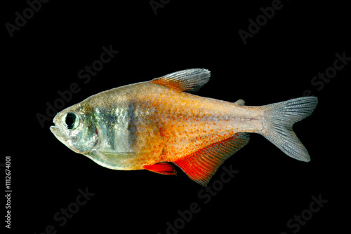 The flame tetra (Hyphessobrycon flammeus)