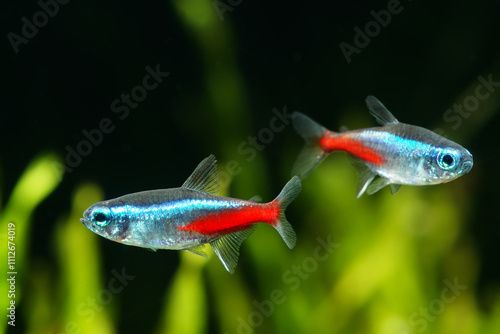 Fotografía Neon tetra fish