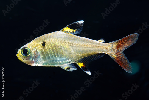 X-ray tetra fish. Pristella maxillaris