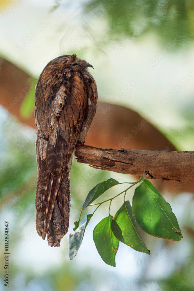 Rarely Seen Potoo Bird Into Its Natural Habitat Perched on a Tree Branch Surrounded by Green Leaves in a Lush Tropical Forest During the Daytime in Brazil's Biodiverse Rainforest Rarely Seen Potoo Bird Into Its Natural Habitat Perched on a Tree Branch Surrounded by Green Leaves in a Lush Tropical Forest During the Daytime in Brazil's Biodiverse Rainforest
