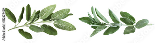 Fresh Green Sage Leaves Isolated on White Background for Culinary Use and Decoration