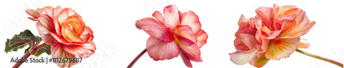 Beautiful Begonia Blooms in Various Colors for Floral Design and Decoration Purposes  on a White Background
