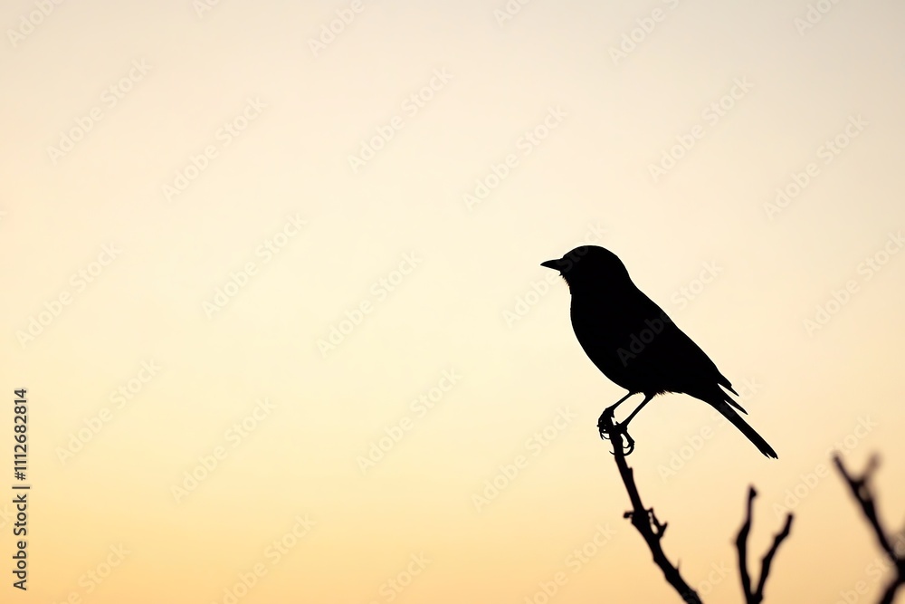 Silhouetted bird on branch during sunset Silhouetted bird on branch during sunset