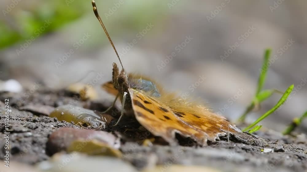 Comma Butterfly Resting on the Ground Comma Butterfly Resting on the Ground