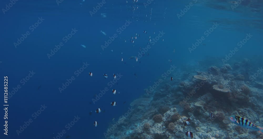 Underwater scene on reef with striped fish in tropical sea Underwater scene on reef with striped fish in tropical sea