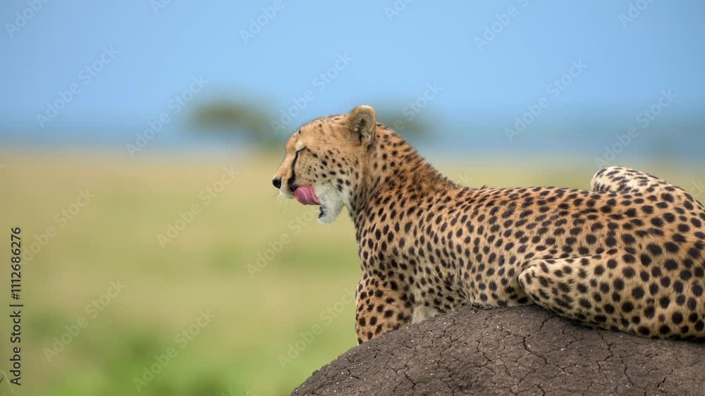 Serene Cheetah Relaxing on a Termite Mound in the African Grasslands. Slow Motion Shot In 4K Resolution Serene Cheetah Relaxing on a Termite Mound in the African Grasslands. Slow Motion Shot In 4K Resolution