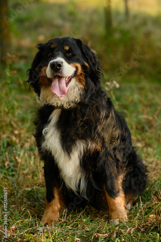 Bernese Mountain Dog sits on grass with his tongue hanging out during walk. Inquisitive, good-natured pet suffers from heat on sunny summer day, sitting in park. Dog walk. Vertical.