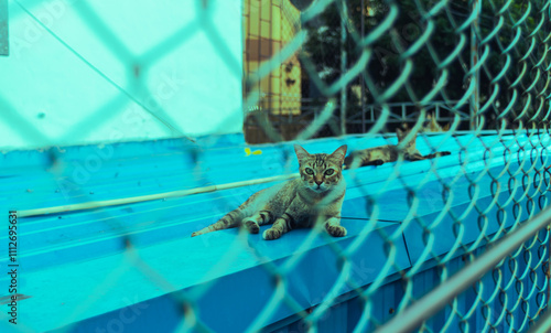 Stray cat Confined, looking through the bars