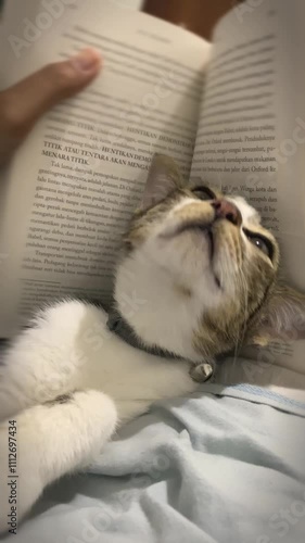 My Cat’s Cute Gaze as I Read a Book