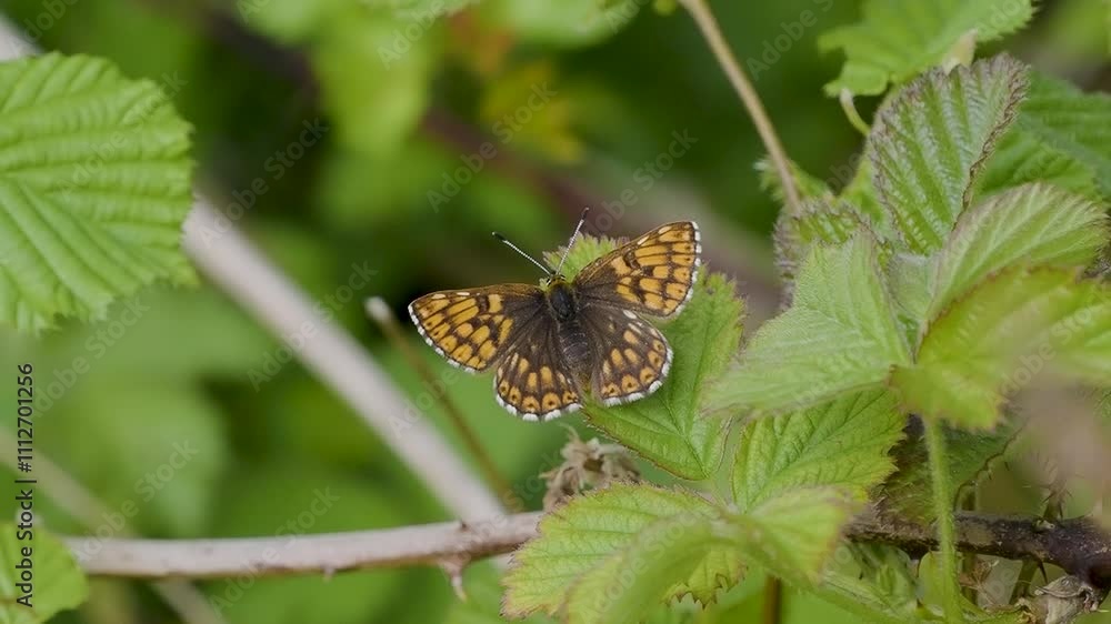 Duke of Burgundy Butterfly. Wings Open. Duke of Burgundy Butterfly. Wings Open.