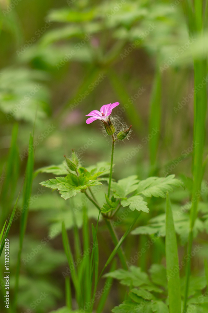 a close up of a flower with the word wild on the bottom. a close up of a flower with the word wild on the bottom.