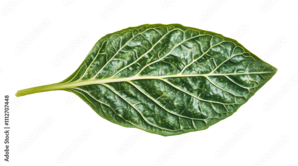 Green leaf transparent background Green leaf transparent background