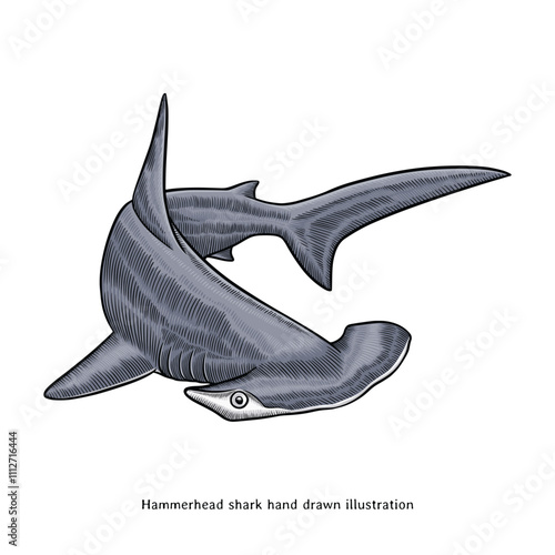 Hammerhead shark illustration. Hammerhead shark hand drawn illustration in vintage style