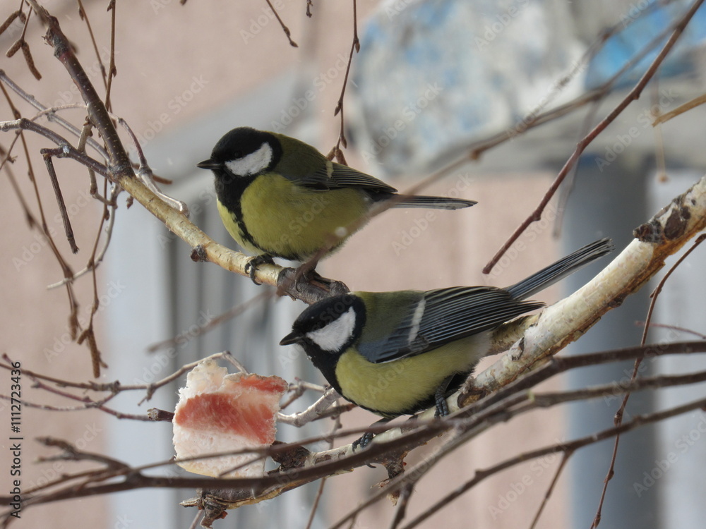 Fototapeta premium a bird on a branch