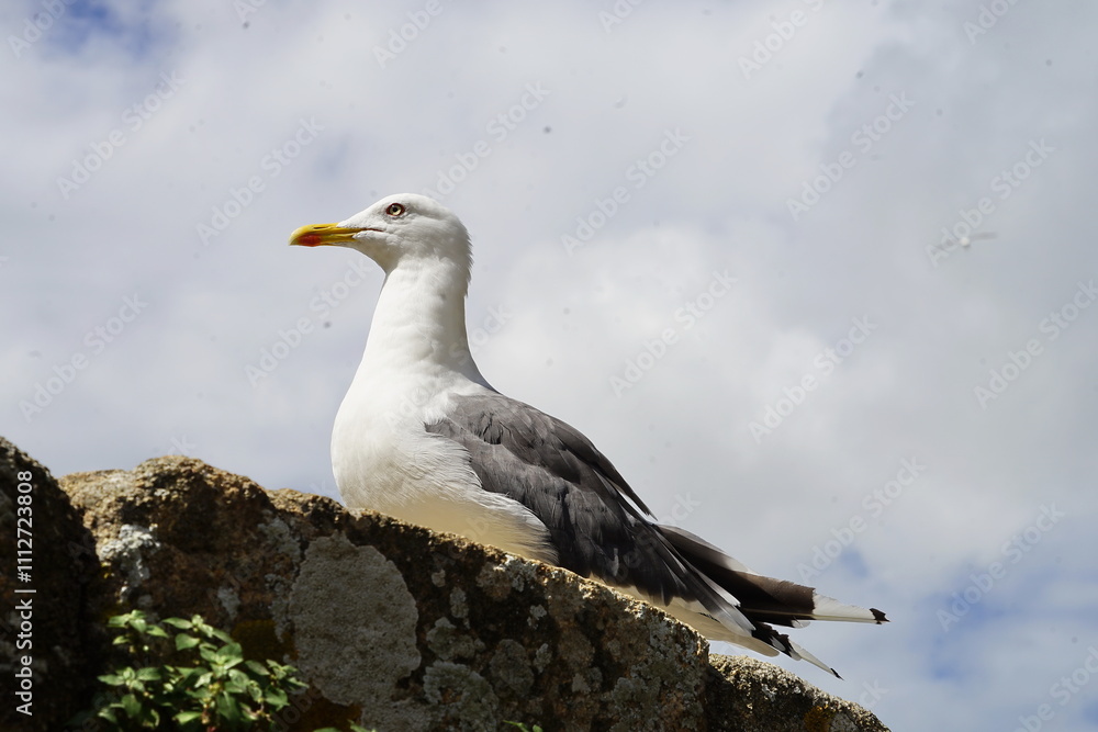 Seagull in Mont Saint Michel in Normandy, France Seagull in Mont Saint Michel in Normandy, France