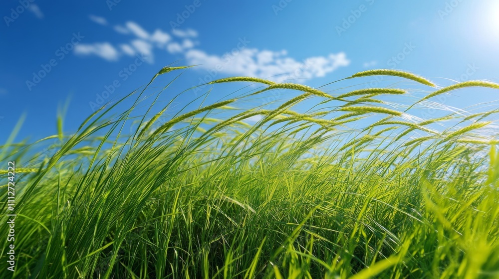 Obraz premium Green Grass Blades Swaying in the Wind Under a Blue Sky