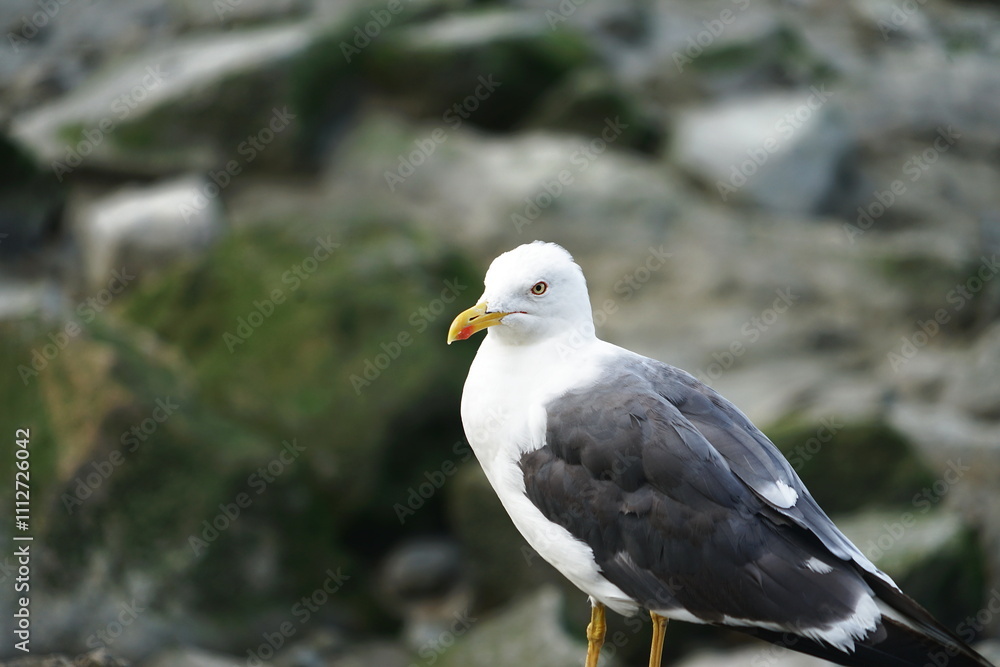 Obraz premium Seagull in Mont Saint Michel in Normandy, France