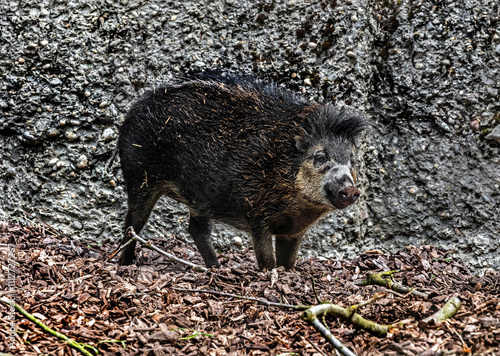 White-lipped peccary walking on the splitters. Latin name - Tayassu pecari