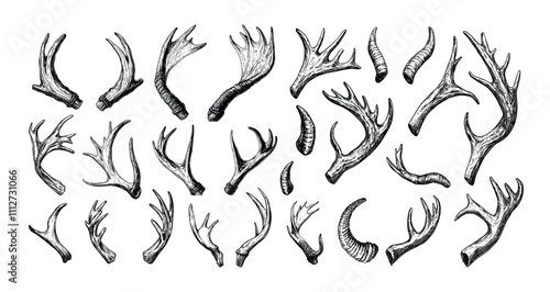 Engraving animal horns. Deer antelope and ram sheep with moose antlers artiodactyla head bones, isolated black hand drawn grayscale monochrome vectors on white background