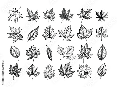 Engraving autumn leaves. Foliage oak maple rowan and birch, falling poplar beech elm and aspen crisp leaf seasonal shift, retro monochrome isolated vectors on white background