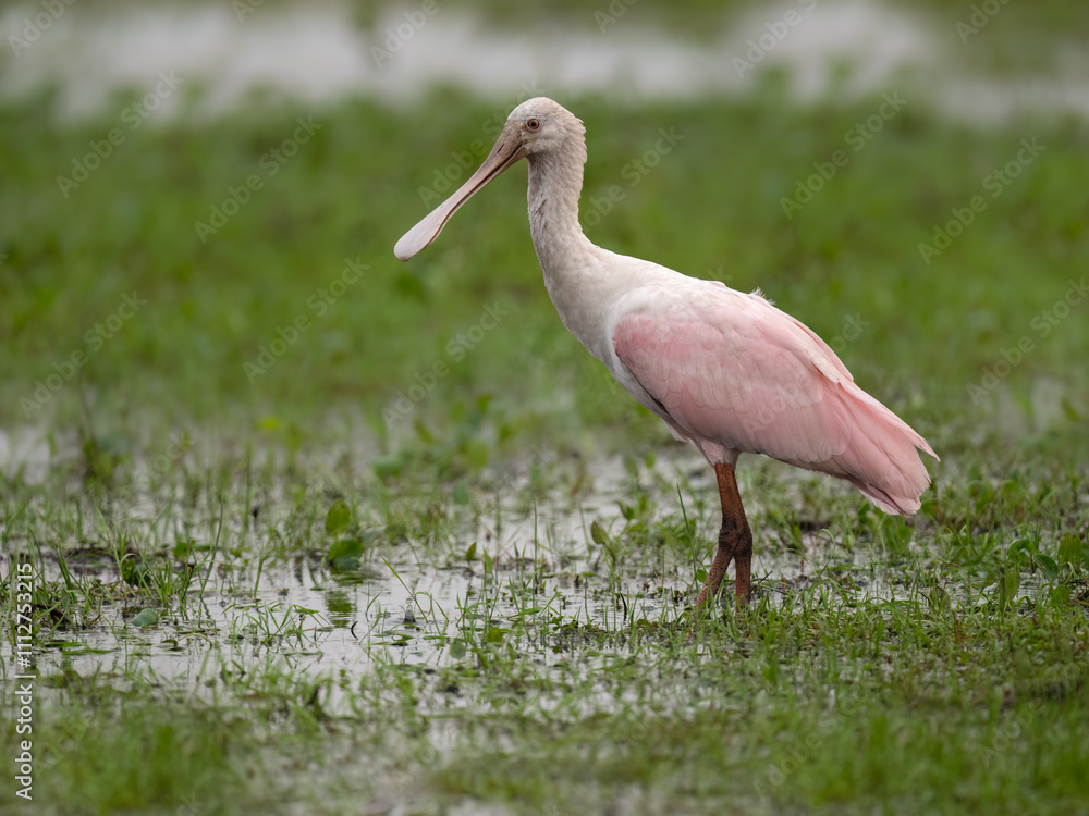 Roseate Spoonbill foraging in a wetland habitat surrounded by aquatic vegetation Roseate Spoonbill foraging in a wetland habitat surrounded by aquatic vegetation