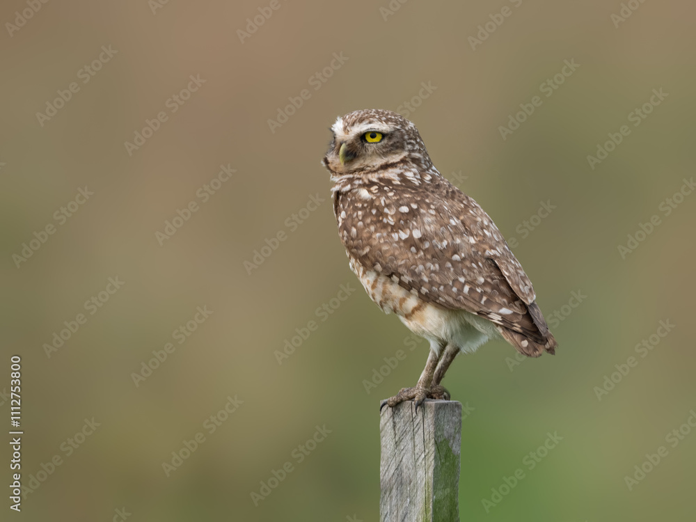 Burrowing Owl perched on a fence post against blur background, portrait Burrowing Owl perched on a fence post against blur background, portrait