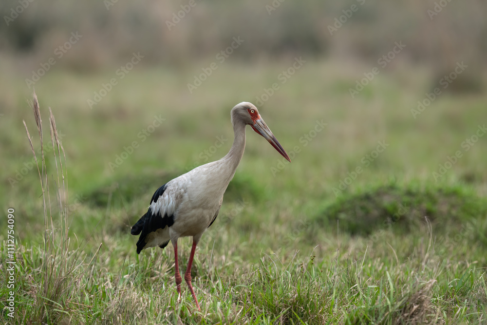 Fototapeta premium Maguari Stork standing in the field against the grassy background