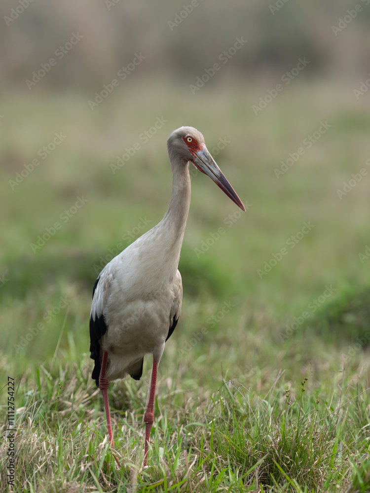 Fototapeta premium Maguari Stork standing in the field against the grassy background