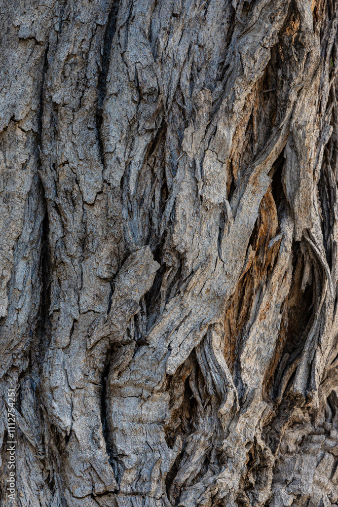bark of a tree close up bark of a tree close up