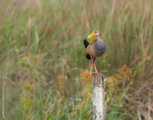 Giant Wood-Rail perched on a fence post against blur background photo