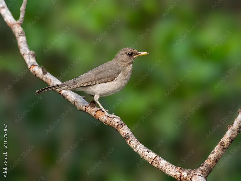 Creamy-bellied Thrush on tree branch against green background Creamy-bellied Thrush on tree branch against green background