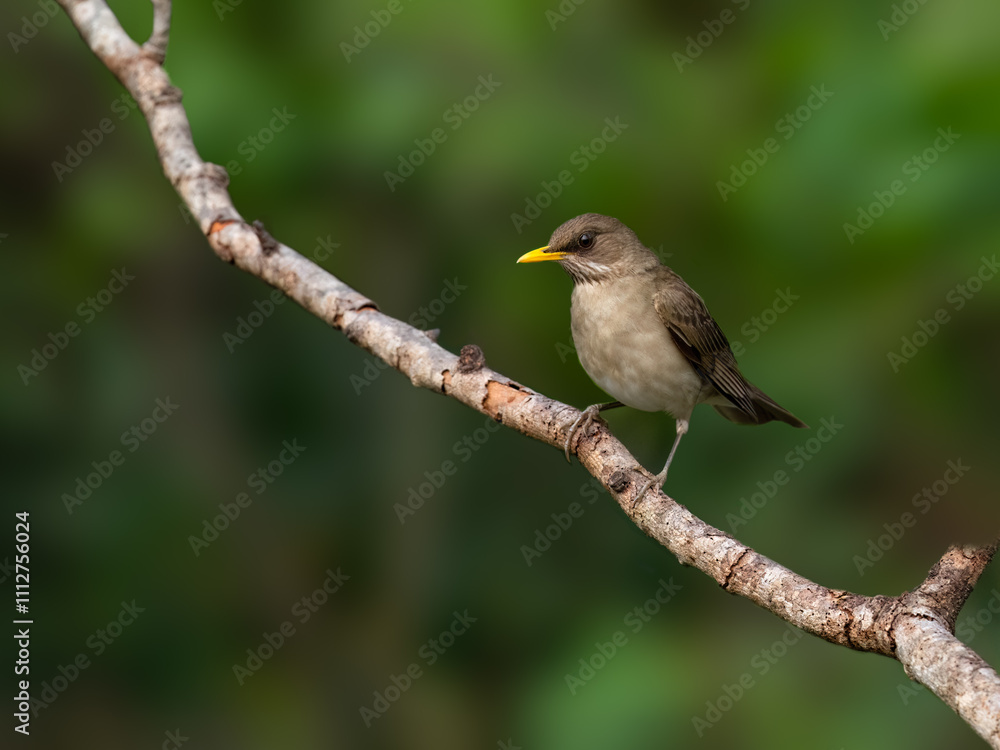 Creamy-bellied Thrush on tree branch against green background Creamy-bellied Thrush on tree branch against green background