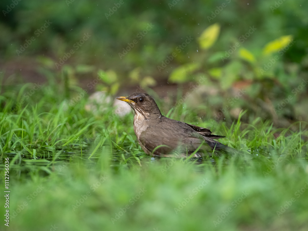 Creamy-bellied Thrush on foraging on the grass Creamy-bellied Thrush on foraging on the grass