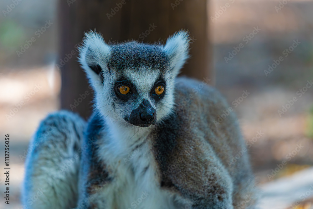 Obraz premium portrait of a ring-tailed lemur 