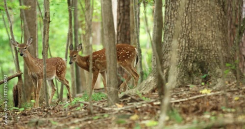 A herd of deer watches nervously in a suburban back yard in Chapel Hill, North Carolina. Ambient sounds of nearby traffic.