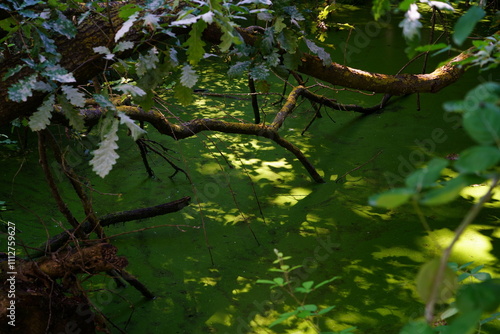 Oasis of Punte Alberete: a freshwater wetland stretching for about 190 hectares near Ravenna (Italy) photo