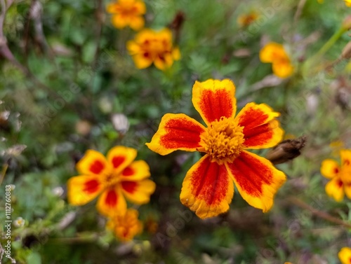 A close up of a yellow and red flower in a field